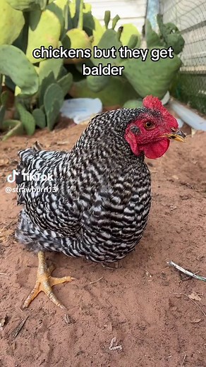 Discover the Unique Bald Chicken Phenomenon