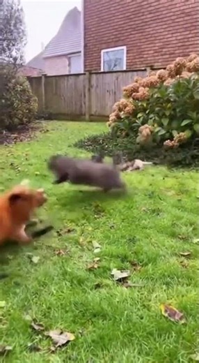 🦊🐱 Fearless Cat Chases Away Fox! #Cats #Fox