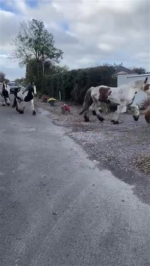 All the single ladies 🤗🤩 | Shannonvalley Irish Cobs
