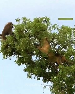 lion try catch baboon | Mary Bela