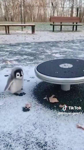 Adorable Penguins: The Cutest Moments