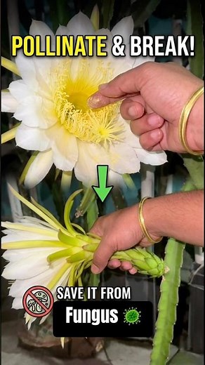 How to save Dragon Fruit Flowers from Fungus 🌵#dragonfruitfarming #dragonfruitflower