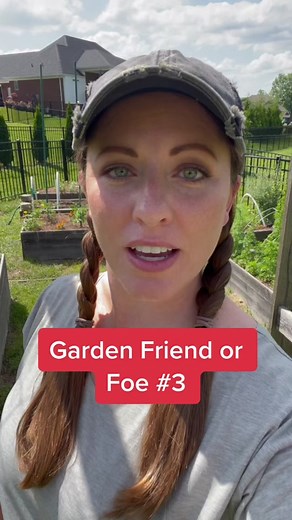 Identifying Beneficial Soldier Beetles in Your Garden