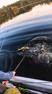 134K views · 4.3K reactions | A fishing trip SO good, it left no space for exaggeration. 200 fish in two hours, on lures?! What’s your best ever session? let me know! x | Fish With Carl | Facebook