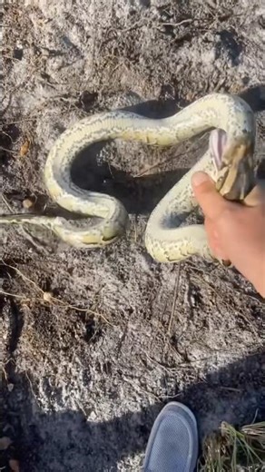 Another python taking the ride #florida #python #youtubeshorts #crazy