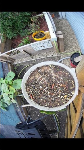 AI Bird Feeder Predicts Bird Seed Stock Market - 13 October 2025 #homelab #garden #shorts