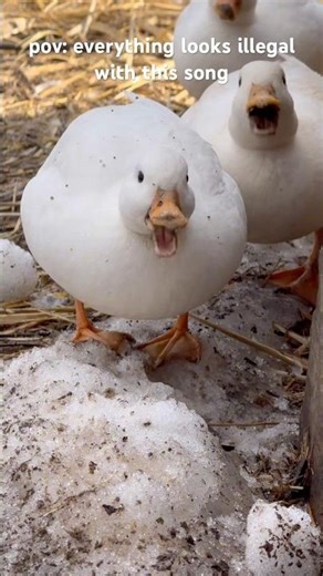 Ducks eat leftover snow ￼