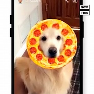 396K views · 1.1K reactions | Snapchat's filters finally work on dogs | NowThis Earth | Facebook