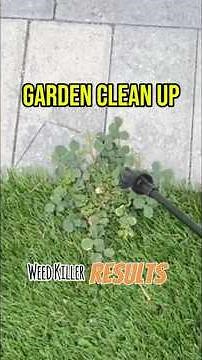 Did Killzall kill alllll the weeds?!? 🌱#diy #landscaping #garden #weeding