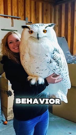 Why Owls Are Secretly Sweethearts! 🦉😍 #shorts #owls #cutepets