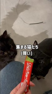 大好きなチュールに興奮する猫たち #猫のいる暮らし #黒猫 #保護猫 #多頭飼い