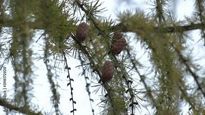 coniferous tree branch with yellow needles and a cone close-up, larch. European Larch tree (Larix decidua) cones on a branch with yellow needles at autumn Stock Video