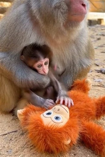 Heartwarming Story of an Injured Baby Monkey