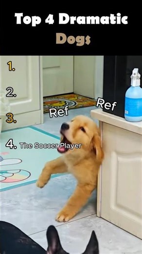 The Most Dramatic Dogs