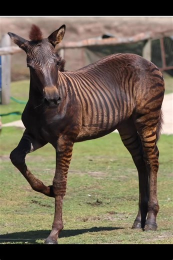A zorse is a rare and fascinating hybrid, born from a zebra father and a horse mother, #animals | Stories With Heart | Facebook