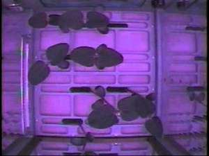 NASA KSNN - Plants In Space