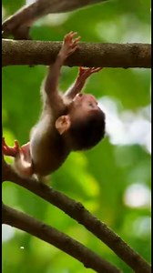76K views · 834 reactions | Heart-wrenching forest scene shows tiny baby monkey falling after being separated from his devoted mother | Monkey history 2024 | Facebook