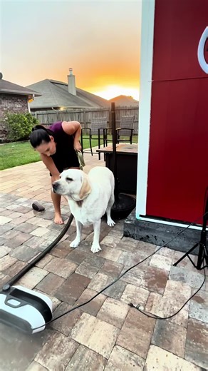 Petaboo Dog Hair Dryer: Groom Like a Pro at Home