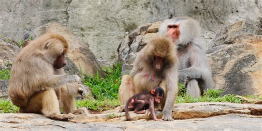 Adorable pictures: Baby baboon born at North Carolina Zoo
