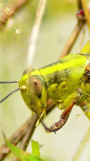 A Grasshopper’s Powerful Bite Up Close! #grasshopper #insectlife #macro