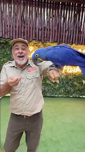 Hyacinth macaw at Fame Park!
