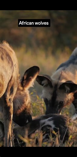 meet the jackals ,African wolves #jackal #malcomexwild #africa #tembeakenya | Malcomex Arts