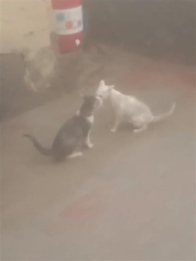#cat #viral #animals #kitten #funny #cute #cutecat viral