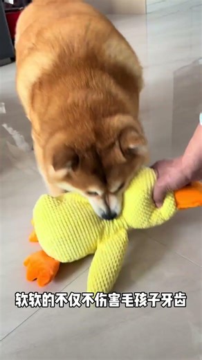 Big Yellow Duck Quacks Fun! Press & Play