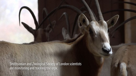 36K views · 1.5K reactions | CONSERVATION SUCCESS: Today the IUCN...