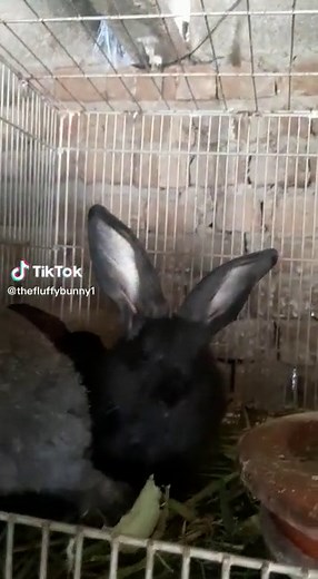 Ehtesham Mehmood on TikTok