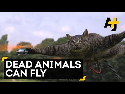 Cat Drone | AJ+