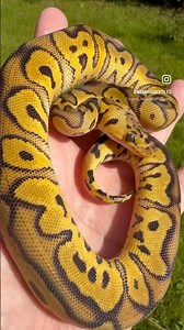 Female Pastel Clown Het Pied 50% Het Albino Ball Python