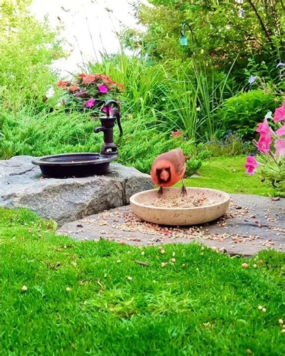 Cute Northern Cardinal #vibrantbirds