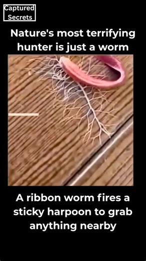 A ribbon worm fires a sticky harpoon to grab anything nearby