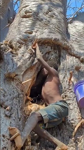 El Baobab: El Árbol de la Vida en África #adivasi #amazingfacts