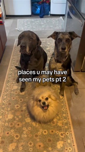 u guys asked for a pt 2 so here it isssss 🧌 also id like to clarify set work is something im very passionate about in the sense of making sure animals are safe and happy on set. i only use my babies who are eager to do it, and are confident in doing so. i do have several pets who made it clear they didnt like it, or a couple who dont have the appropriate temperament for it, who live happy lives as “freeloaders” as i joke) i would never force an animal who isnt happy to do these things with me i