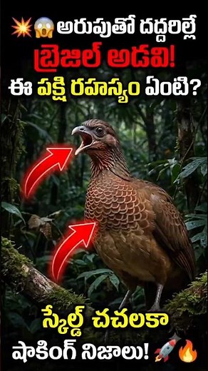 Scaled chachalaca Bird Evolution Explained 😱