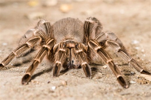 The Most Massive Spiders You Can Encounter in America