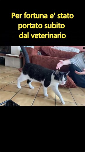 Gatto sepolto vivo ma strappato dalla morte💖 #gatto #gattino #gattorandagio #gattoabbandonato #gatta