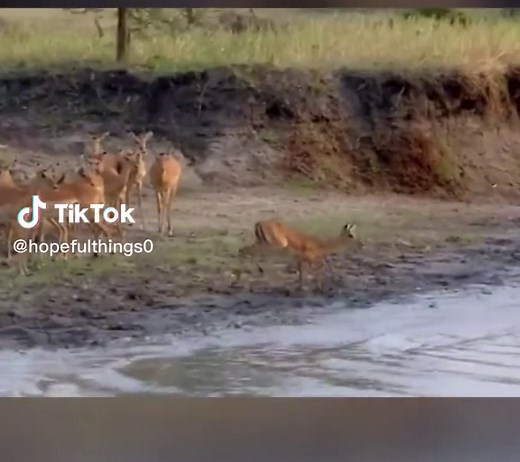 Discover Impalas in Their Natural Habitat