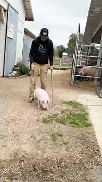 Watch us whip train this pig day 1 to the showring #ShowPigTraining #PigTraining #LivestockShow