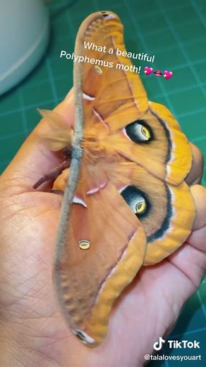Polyphemus Moth Cocoon for Sale 🦋 | Unique Insect Cocoons Available Now