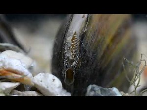 Anodonta cygnea, Incurrent and excurrent siphon of a living clam.