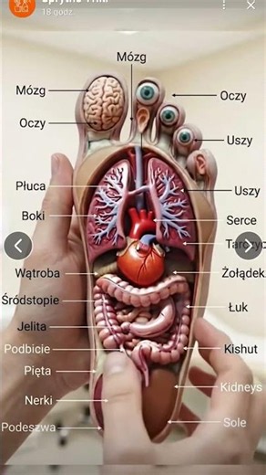 Ciekawe przedstawienie anatomii ludziej