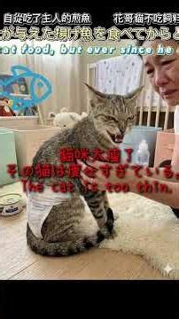 貓咪看上主人的煎魚🙀The cat took a liking to its owner's fried fish 🙀猫は飼い主の揚げ魚が気に入ったようだ🙀#cat#毛小孩#猫さん#cutecat