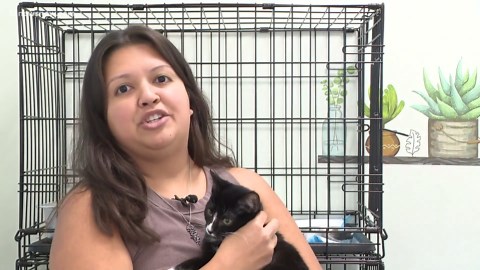 Local rescue receives cats and kittens from shuttered North Carolina shelter