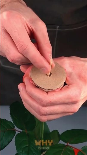 Watch This Rose Turn Into Something Incredible 🤯✂️ #garden #DIY