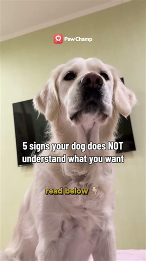 Tap the link in bio for clear step-by-step training that helps your dog truly understand you!