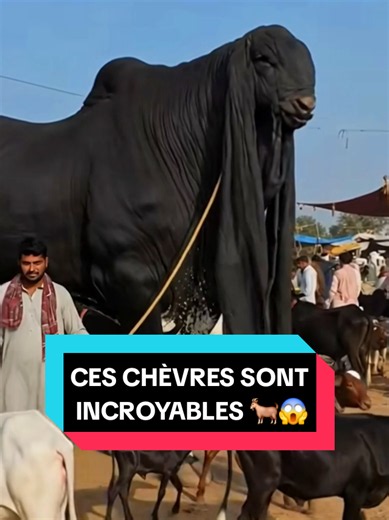 Les 5 Chèvres les plus Étranges du Monde : Un Top 5 Incroyable 🐐😱
