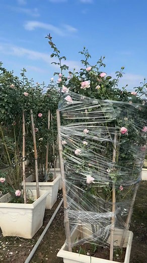 85K views · 532 reactions | Mon hàng vip siêu cao #hoahongmelinh1992 | Dương Hoa | Facebook